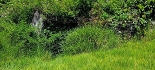 Plants: image 71 Of 208 Thumb